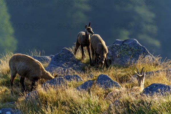 Four chamois standing on a sunny meadow with rocks in the background, chamois, chamois, (Rupicapra rupicaprae), fawn, wildlife, Vosges, France