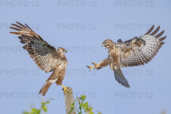 Buzzard (Buteo buteo) Buzzard chasing another buzzard from a concrete post, Wildlife, animals, birds, bird of prey, nature photography, Lake Neusiedl National Park, Seewinkel, Burgenland, Austria