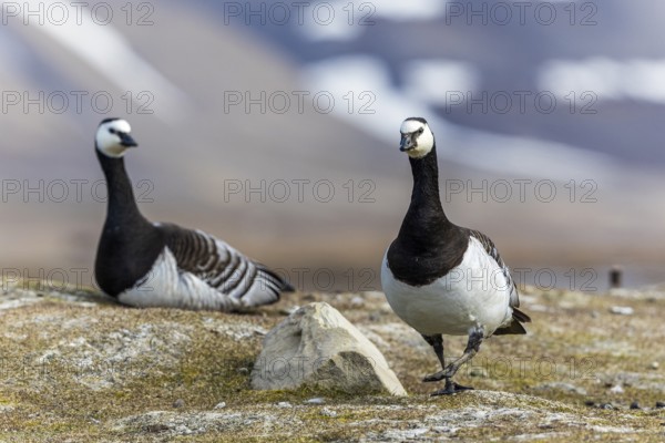 White-fronted Goose (Branta leucopsis), Geese (Anseriformes), pair on land, Aventdalen, Longyearbyen, Spitsbergen, Svalbard