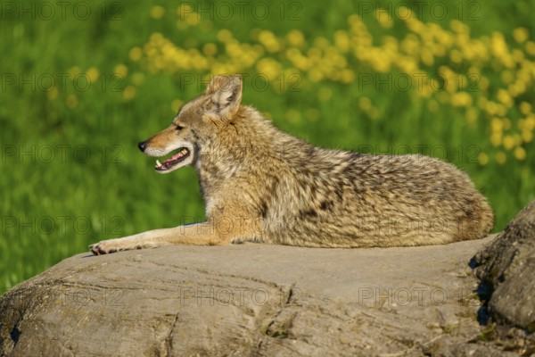 A smiling coyote resting on a rock in a green setting with yellow flowers, Coyote (Canis latrans), Spring, France