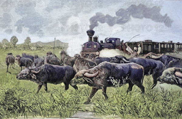 The Orient Express was stopped by a herd of buffalo, historical picture or illustration from 1894, reproduction, digitally enhanced, Historical