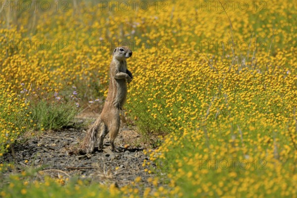 Cape bristle-necked squirrel (Xerus inauris), adult, alert, standing upright, foraging, flower meadow, Mountain Zebra National Park, Eastern Cape, South Africa