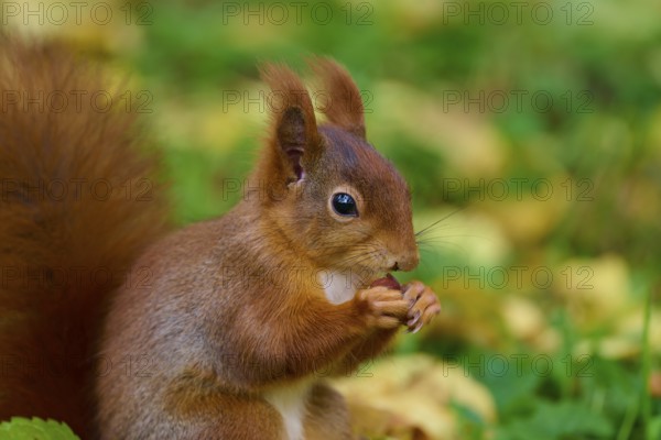Eurasian squirrel (Sciurus vulgaris), holding a nut in an autumnal setting with a green background, Germany
