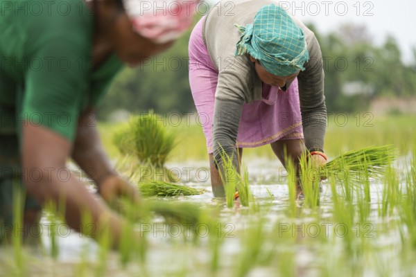 BAKSA, INDIA- JULY 12: Tribal women transplant rice seedlings in a waterlogged paddy field in Baksa, India on July 12, 2025