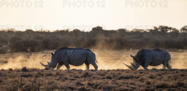 Southern white rhinoceros (Ceratotherium simum simum), Khama Rhino Sanctuary, Serowe, Botswana