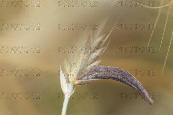 Ergot mushroom Claviceps purpurea on a ripe ear of grain