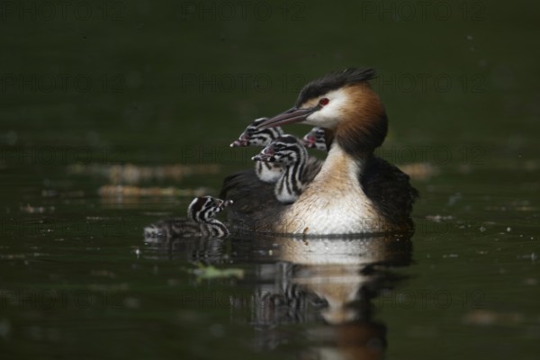 Family life... Great Crested Grebe (Podiceps Scalloped ribbonfish) adult bird together with four young birds, carries three chicks on its back, takes the offspring for a walk, young great crested grebes are nest fledglings, leave the nest soon after hatching, cute and funny picture, series animal children, native nature, water birds, Lower Rhine, Rhineland, North Rhine-Westphalia, Germany, Western Europe