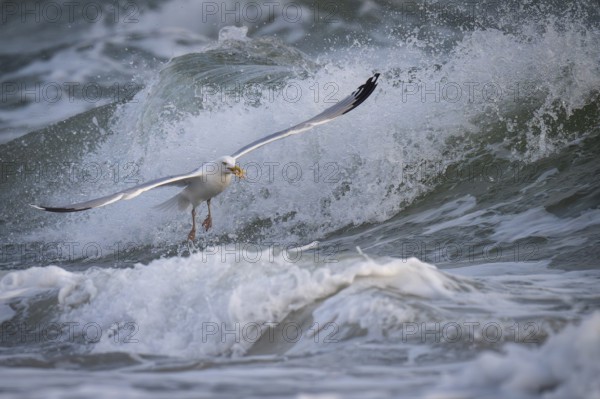Herring gull (Larus argentatus) in the surf with a captured starfish in its beak, Hvide Sande, North Sea, Denmark