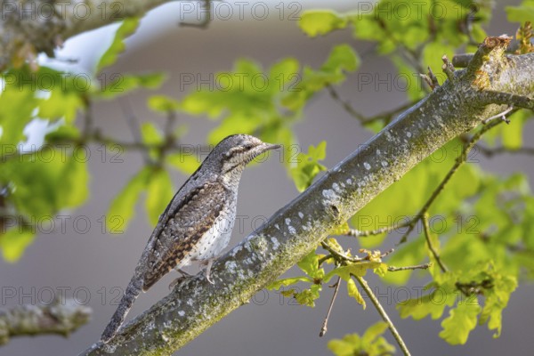 Eurasian wryneck (Jynx torquilla) Germany