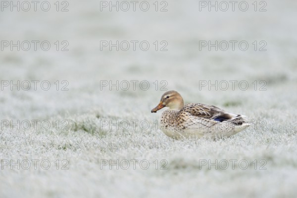 Beautifully marked... Mallard (Anas platyrhynchos), strikingly light-coloured variety, almost white duck, sitting on frozen grass covered with hoar frost in a field, native nature, Lower Rhine, Rhineland, North Rhine-Westphalia, Germany, Western Europe