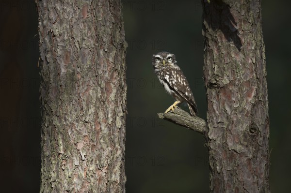 Piercing gaze... Little owl (Athene noctua), small native owl, owl, little owl looks excitedly into the camera, direct eye contact, funny bird, native bird world, animal world, nature, wildlife, Germany