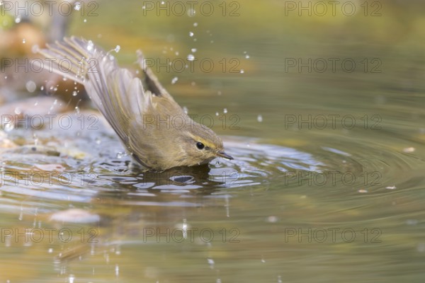 Common Chiffchaff (Phylloscopus collybita) bathing at a waterhole, Lower Saxony, Germany