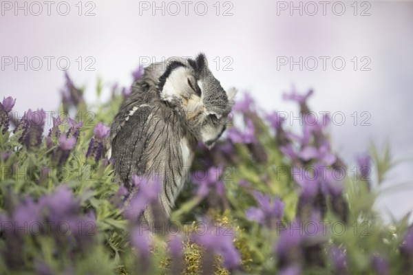 Southern White-faced Owl (Ptilopsis granti) captive, Germany