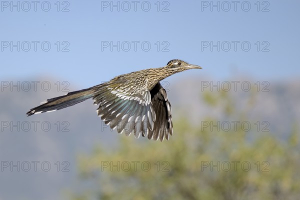 Greater Roadrunner (Geococcyx californianus) flying, Arizona, USA