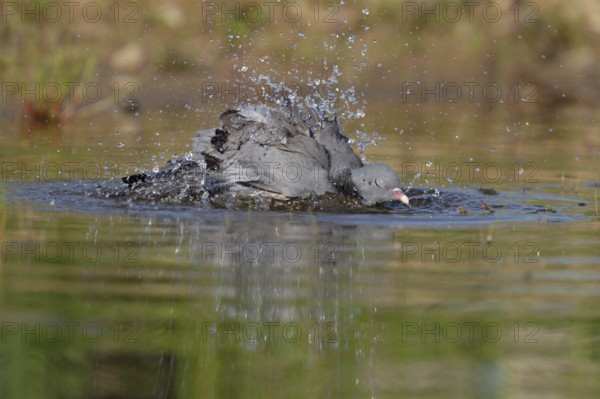 Stock Dove (Columba oenas) bathing, Brandenburg, Germany