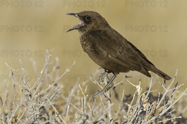 Ant-eating Chat (Myrmecocichla formicivora), Oshikoto, Etosha National Park, Namibia