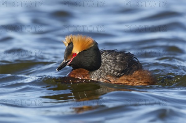 Horned Grebe (Podiceps auritus), Oulu, Finland