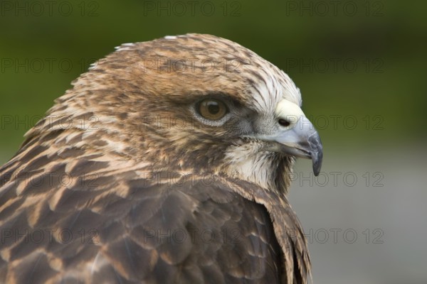 Red-tailed Hawk (Buteo jamaicensis), Alaska, USA