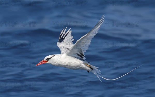 Red-billed Tropicbird Phaethon aethereus San Diego, California, United States 14 September Adult Phaethontidae
