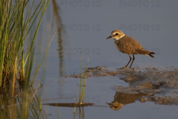 Kentish Plover (Charadrius alexandrinus) female, Mallorca, Spain