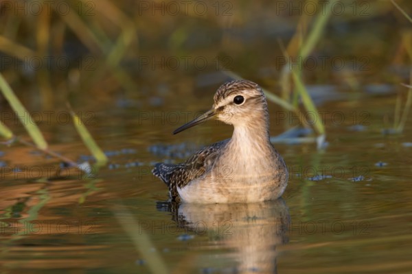 Wood Sandpiper (Tringa glareola), Phetchaburi, Thailand