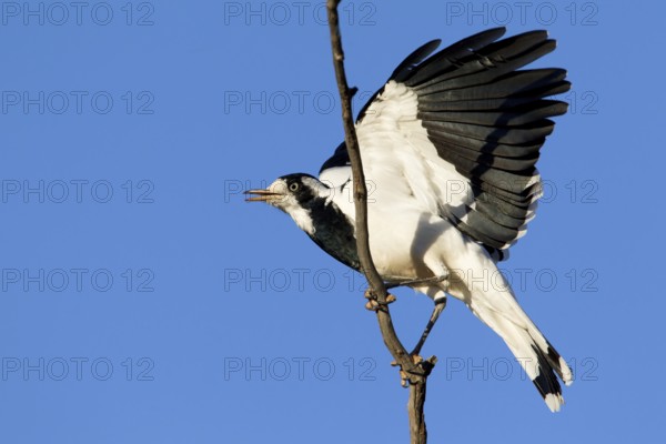 Magpie-Lark (Grallina cyanoleuca) female, New South Wales, Australia