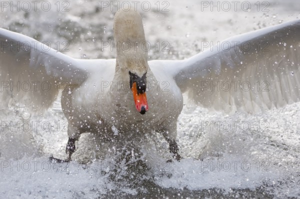 Mute Swan (Cygnus olor) taking flight, Lower Saxony, Germany