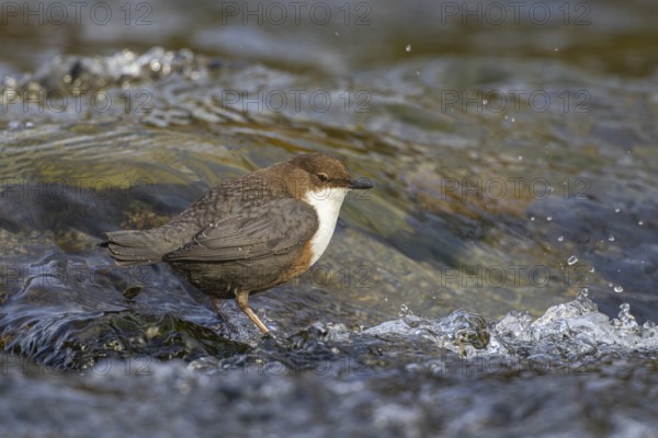 White-throated Dipper (Cinclus cinclus), Carinthia, Austria