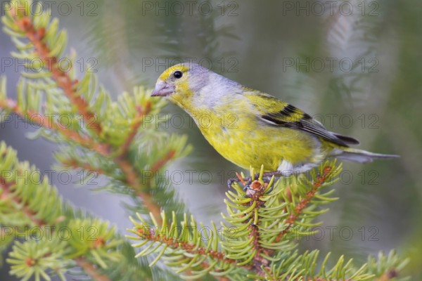 Citril Finch (Carduelis citrinella), Vorarlberg, Austria