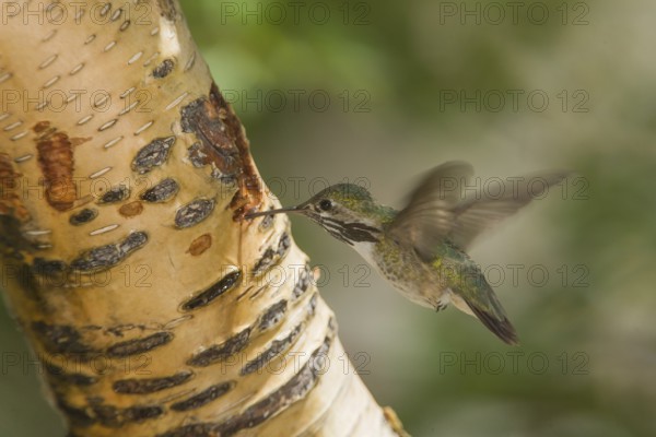 Calliope Hummingbird (Selasphorus calliope) male, California, USA