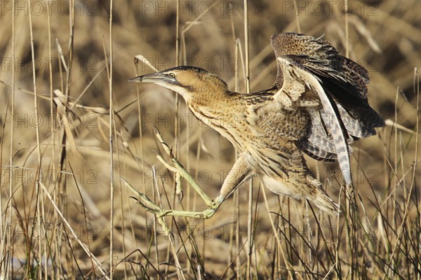 Eurasian Bittern (Botaurus stellaris), Zurich, Switzerland