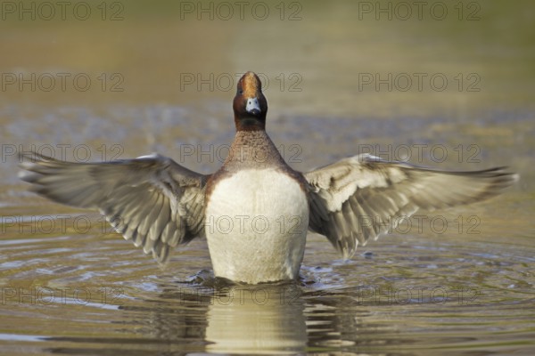 Eurasian Wigeon (Mareca penelope) male, Utrecht, Netherlands