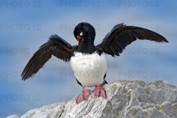 Bird cleaning plumage, open black wing, red eyes. Rock Shag, Phalacrocorax magellanicus, black and white cormorant with red bill siting on the stone, Falkland Islands. Wildlife scene from nature