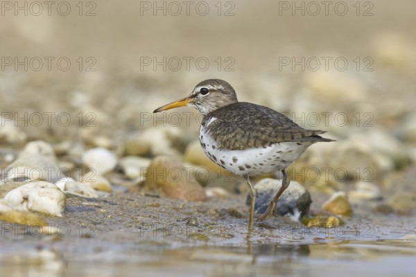 Spotted Sandpiper (Actitis macularius) foraging, North Rhine-Westphalia, Germany
