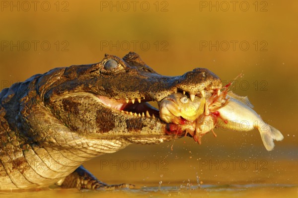Yacare Caiman, crocodile with fish in with open muzzle with big teeth, Pantanal, Brazil. Detail portrait of danger reptile. Caiman with piranha. Crocodile catch fish in river water, evening light