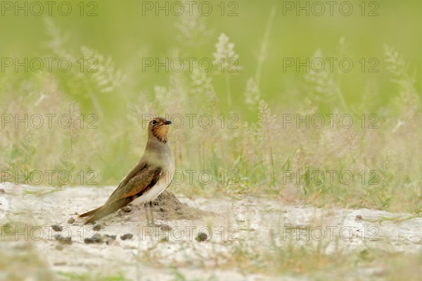 Collared red-winged pratincole, Glareola pratincola, bird sitting in the sand grass, Moremi, Okavango delta, Botswana. Wildlife scene from nature, African brown bird in the meadow habitat
