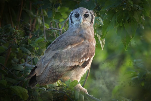Verreaux's Eagle Owl. Rare African owl in the nature habitat in Okawango delta, Moremi Botswana. Night bird with tree forest habitat