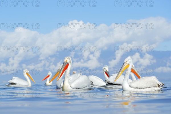 Dalmatian pelican, Pelecanus crispus, in Lake Kerkini, Greece. Palican with open wing, hunting animal. Wildlife scene from Europe nature. Bird on blue sky. Palican with long orange bill. Bird in fly