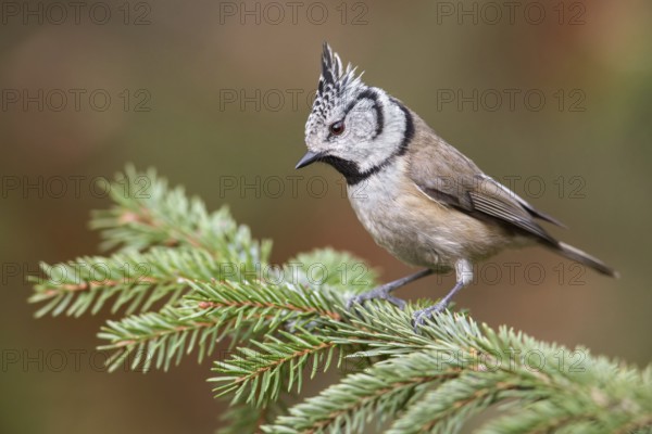 European Crested Tit (Lophophanes cristatus) perched on a spruce branch, Poland