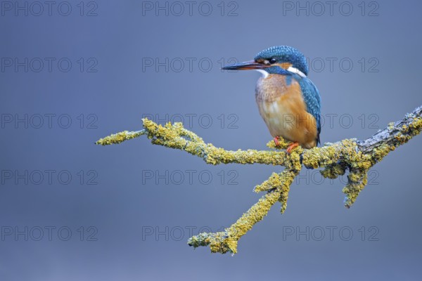 Common Kingfisher (Alcedo atthis) female perched on a branch, Saxony-Anhalt, Germany