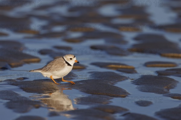 Piping Plover (Charadrius melodus), Massachusetts, USA