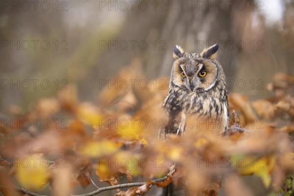 Long-eared Owl (Asio otus) captive, Baden-Wuerttemberg, Germany