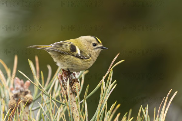 Goldcrest (Regulus regulus), Oeland, Sweden