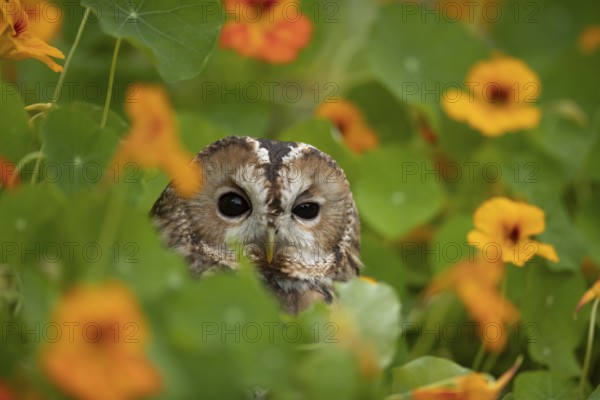 Tawny Owl (Strix aluco) captive, Germany
