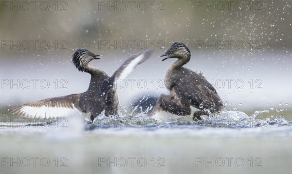 Hoary-headed Grebe (Poliocephalus poliocephalus) fighting, Victoria, Australia