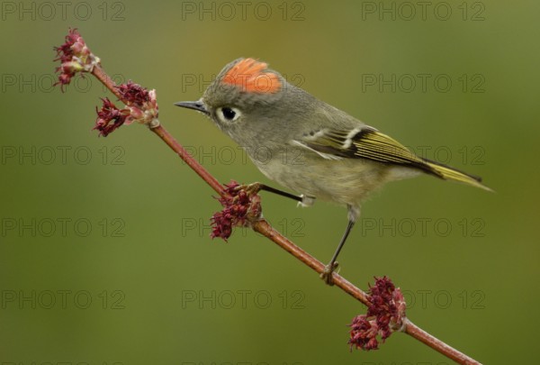 Ruby-crowned Kinglet (Regulus calendula), Texas, USA