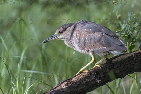 Black-crowned Night Heron (Nycticorax nycticorax) juvenile perched on a log, Subotica, Serbia