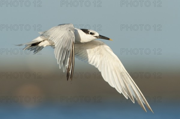 Sandwich Tern (Thalasseus sandvicensis) flying, Texas, USA