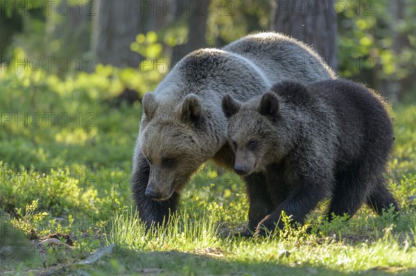 Eurasian Brown Bear (Ursus arctos) mother with cub in forest, Finland