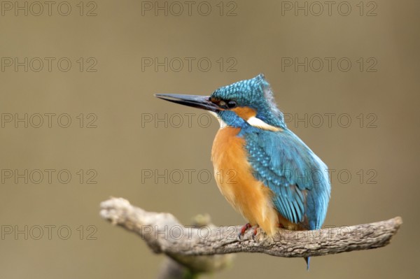 Common Kingfisher (Alcedo atthis) male perched on a branch, Alsace, France